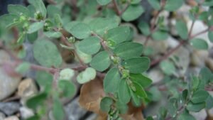 Fresh herbs and plants used in natural remedies
