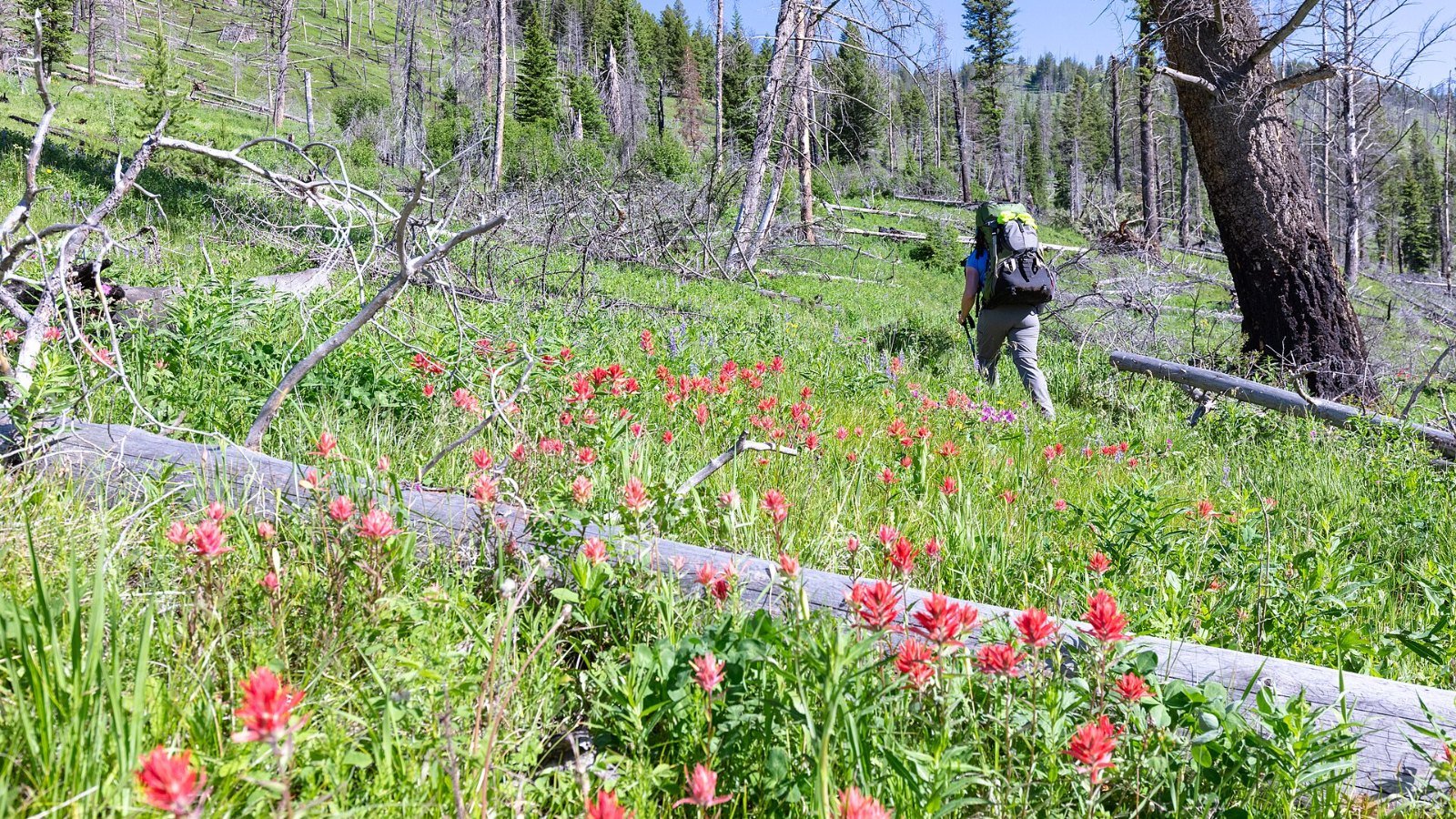 A solo traveller on the road with a backpack
