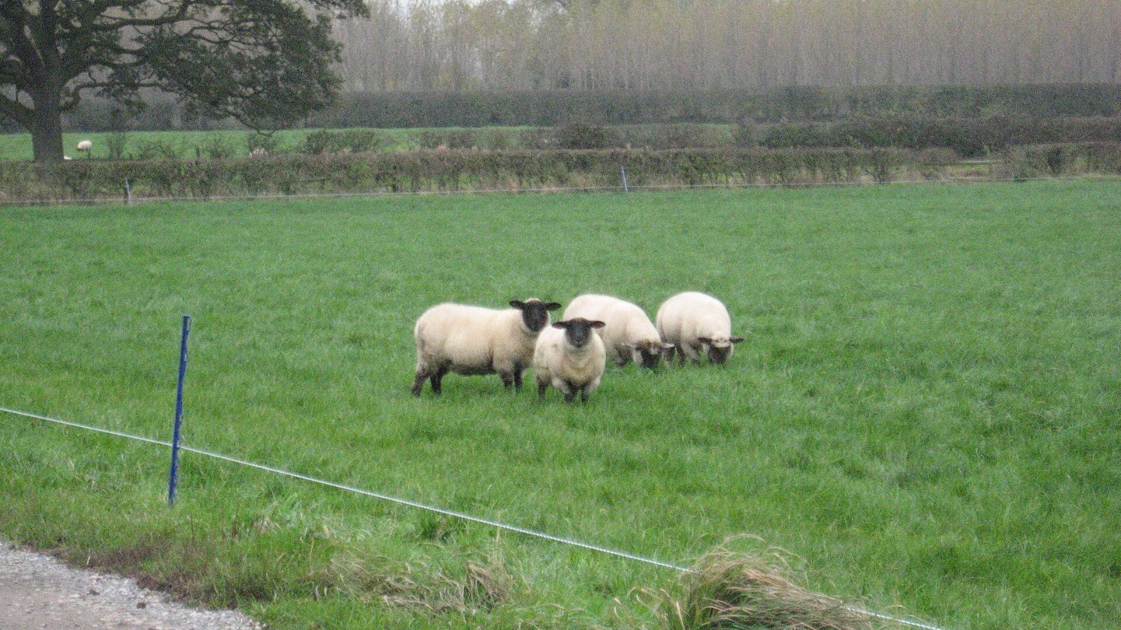 Sheep grazing on a British farm before shearing